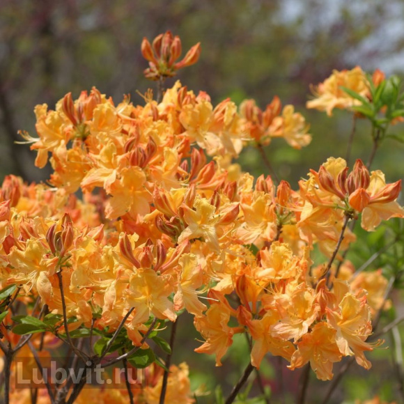 Рододендрон Голден Лайтс (Golden Lights) купить с доставкой