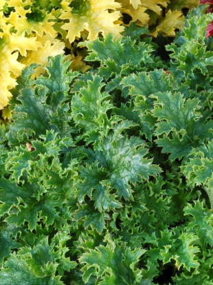 Гейхера Эпл Крисп (Apple Crisp)