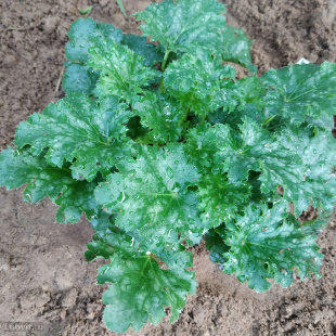 Гейхера Эпл Крисп (Apple Crisp)