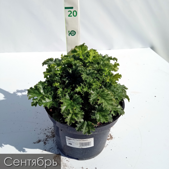 Гейхера Эпл Крисп (Apple Crisp) купить с доставкой