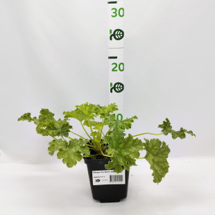 Гейхера Эпл Крисп (Apple Crisp)