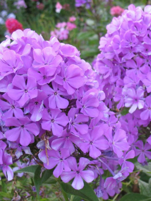 Флокс Никольский