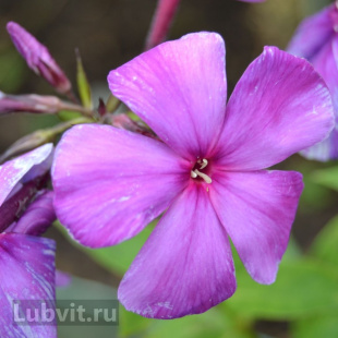 Флокс Никольский