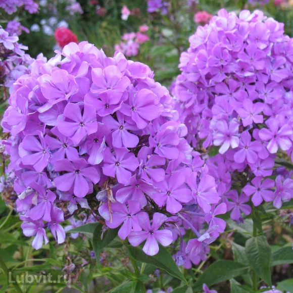 Флокс Никольский купить с доставкой Флокс Никольский купить с доставкой