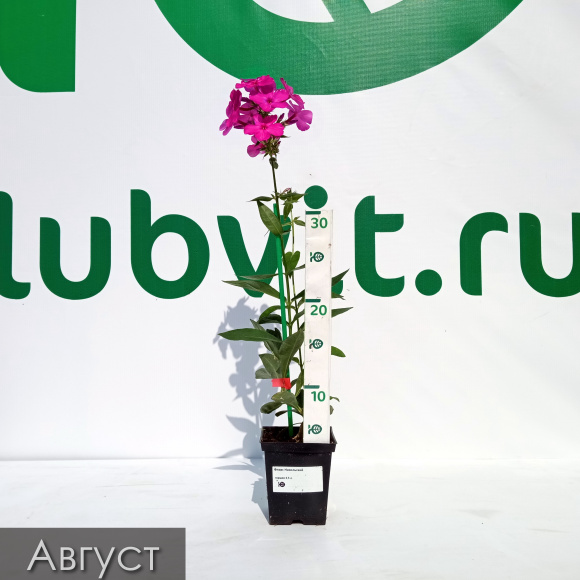 Флокс Никольский купить с доставкой Флокс Никольский купить с доставкой