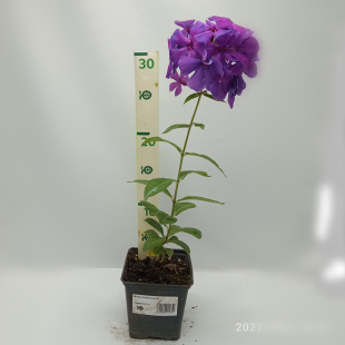 Флокс Никольский