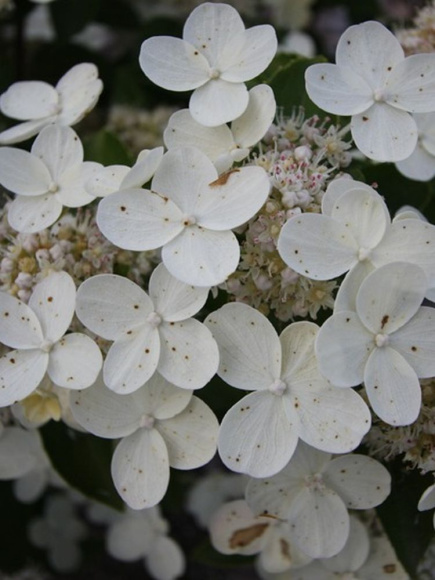 Гортензия Прим Вайт (Prim White) метельчатая купить с доставкой