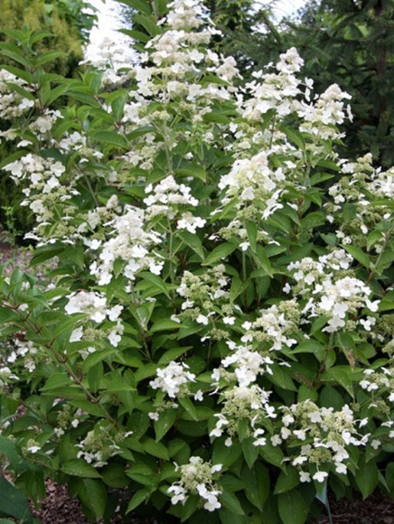 Гортензия Прим Вайт (Prim White) метельчатая купить с доставкой