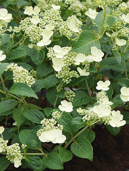 Гортензия Прим Вайт (Prim White) метельчатая купить с доставкой