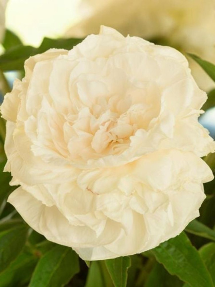 Пион Мазерс Чойс (Mothers Choice) купить с доставкой