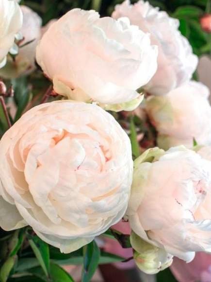 Пион Мазерс Чойс (Mothers Choice) купить с доставкой