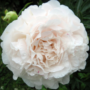 Пион Мазерс Чойс (Mothers Choice)