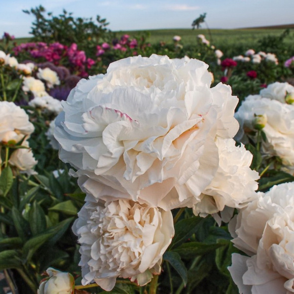 Пион Мазерс Чойс (Mothers Choice) купить с доставкой