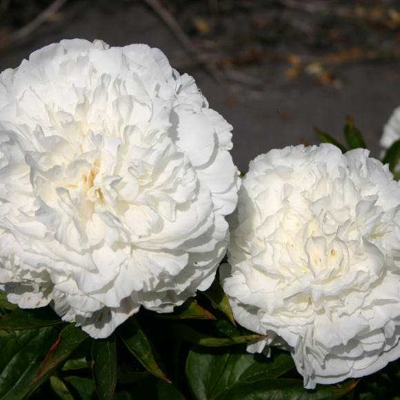 Пион Мазерс Чойс (Mothers Choice) купить с доставкой