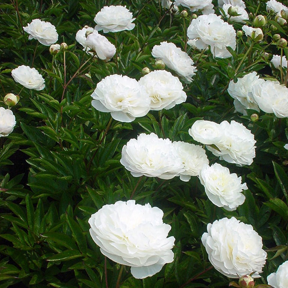 Пион Мазерс Чойс (Mothers Choice) купить с доставкой