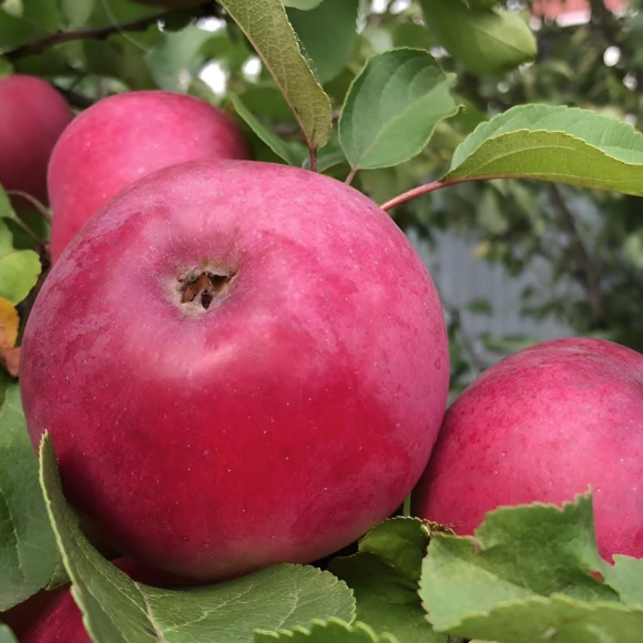 Яблоня Подарок Графского купить с доставкой Яблоня Подарок Графского купить с доставкой