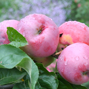 Яблоня Подарок Графского