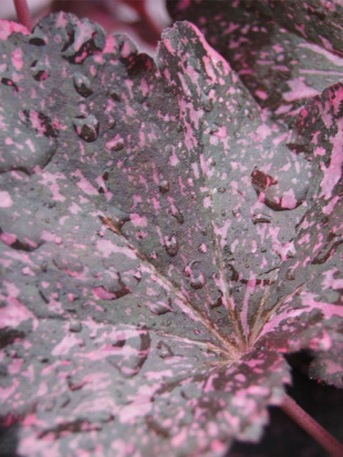 Гейхера Миднайт Роуз (Midnight Rose)