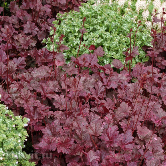 Гейхера Миднайт Роуз (Midnight Rose) купить с доставкой Гейхера Миднайт Роуз (Midnight Rose) купить с доставкой