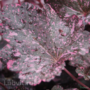 Гейхера Миднайт Роуз (Midnight Rose) Гейхера Миднайт Роуз (Midnight Rose)