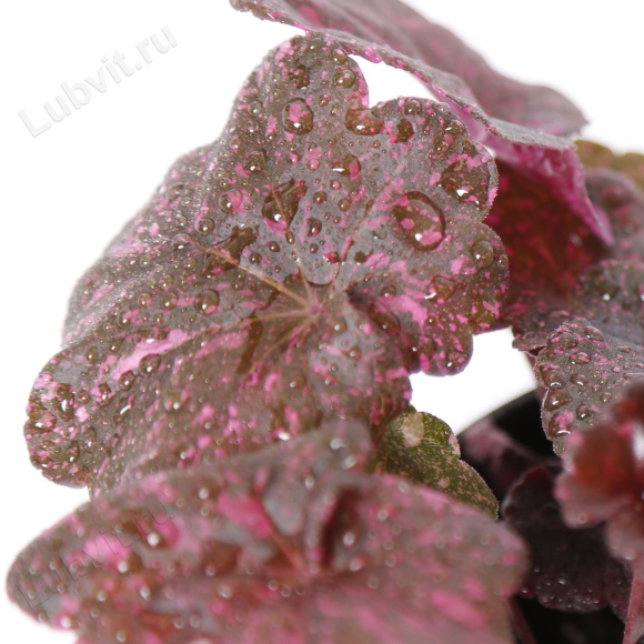 Гейхера Миднайт Роуз (Midnight Rose) купить с доставкой