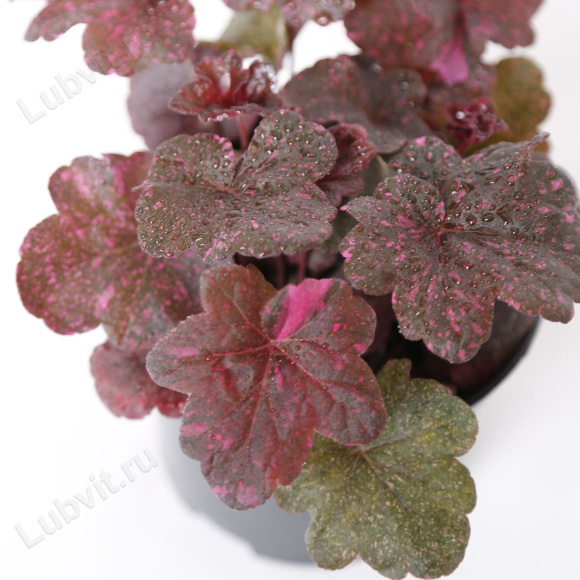 Гейхера Миднайт Роуз (Midnight Rose) купить с доставкой