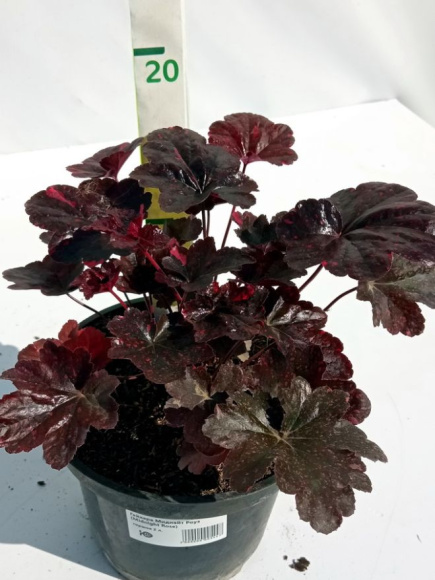 Гейхера Миднайт Роуз (Midnight Rose) купить с доставкой Гейхера Миднайт Роуз (Midnight Rose) купить с доставкой