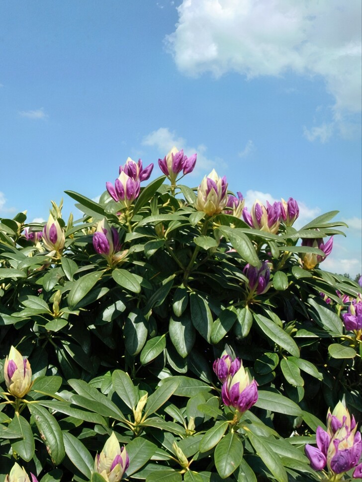 Рододендрон Катевбинский Грандифлорум (Grandiflorum) купить с доставкой Рододендрон Катевбинский Грандифлорум (Grandiflorum) купить с доставкой