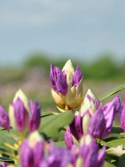 Рододендрон Катевбинский Грандифлорум (Grandiflorum) купить с доставкой