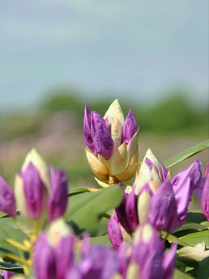 Рододендрон Катевбинский Грандифлорум (Grandiflorum) купить с доставкой Рододендрон Катевбинский Грандифлорум (Grandiflorum) купить с доставкой
