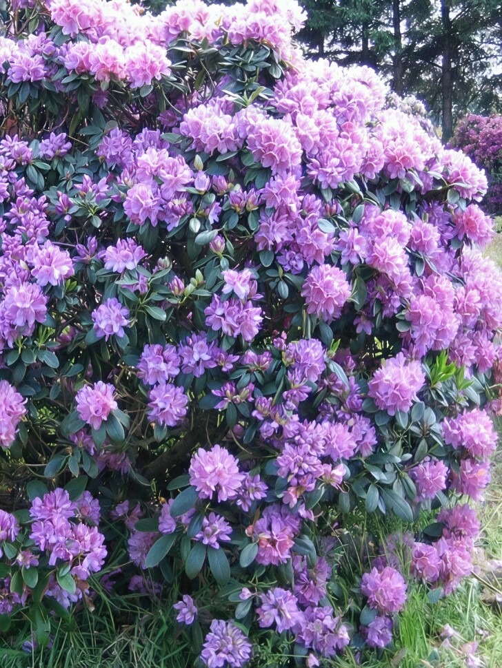 Рододендрон Катевбинский Грандифлорум (Grandiflorum) купить с доставкой Рододендрон Катевбинский Грандифлорум (Grandiflorum) купить с доставкой