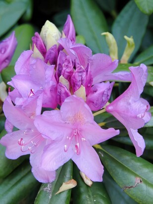 Рододендрон Катевбинский Грандифлорум (Grandiflorum) Рододендрон Катевбинский Грандифлорум (Grandiflorum)