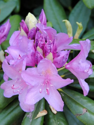 Рододендрон Катевбинский Грандифлорум (Grandiflorum)