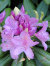 Рододендрон Катевбинский Грандифлорум (Grandiflorum) купить с доставкой