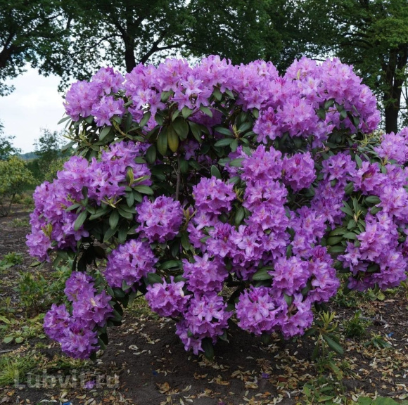 Рододендрон Катевбинский Грандифлорум (Grandiflorum) купить с доставкой Рододендрон Катевбинский Грандифлорум (Grandiflorum) купить с доставкой
