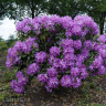 Рододендрон Катевбинский Грандифлорум (Grandiflorum) можно купить недорого с доставкой в питомнике Любвитский
