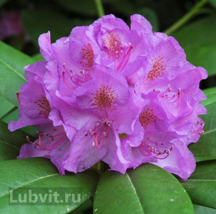 Рододендрон Катевбинский Грандифлорум (Grandiflorum) можно купить недорого с доставкой в питомнике Любвитский