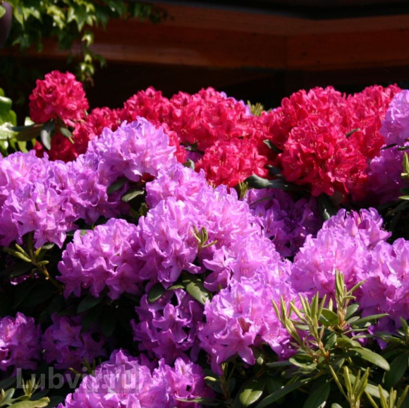 Рододендрон Катевбинский Грандифлорум (Grandiflorum) купить с доставкой Рододендрон Катевбинский Грандифлорум (Grandiflorum) купить с доставкой