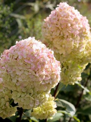 Гортензия Мэджикал Свит Саммер (Magical Sweet Summer) метельчатая Гортензия Мэджикал Свит Саммер (Magical Sweet Summer) метельчатая