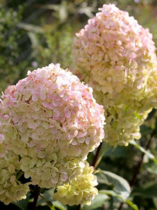 Гортензия Мэджикал Свит Саммер (Magical Sweet Summer) метельчатая