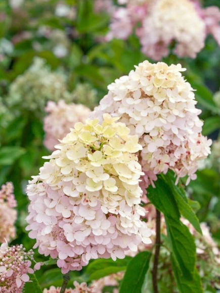 Гортензия Мэджикал Свит Саммер (Magical Sweet Summer) метельчатая купить с доставкой Гортензия Мэджикал Свит Саммер (Magical Sweet Summer) метельчатая купить с доставкой