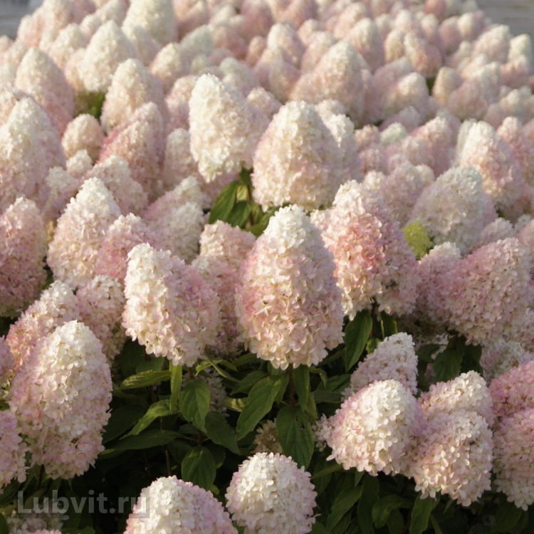 Гортензия Мэджикал Свит Саммер (Magical Sweet Summer) можно купить недорого с доставкой в питомнике Любвитский