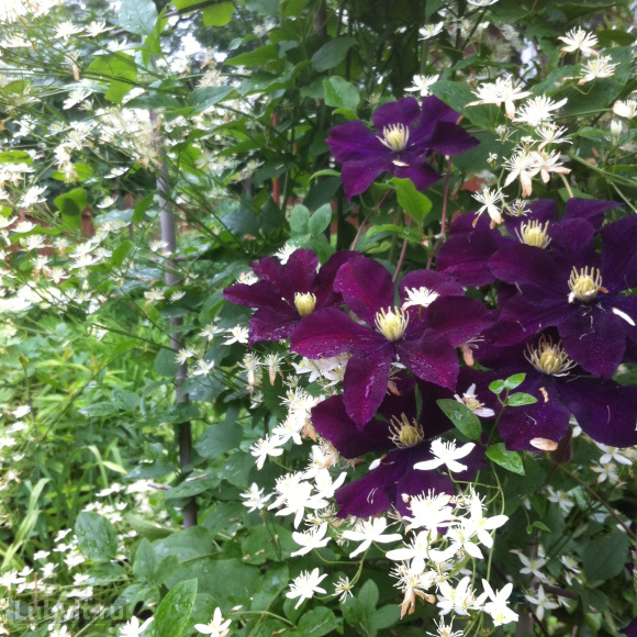 Клематис Варшавска Найк (Warszawska Nike) купить с доставкой