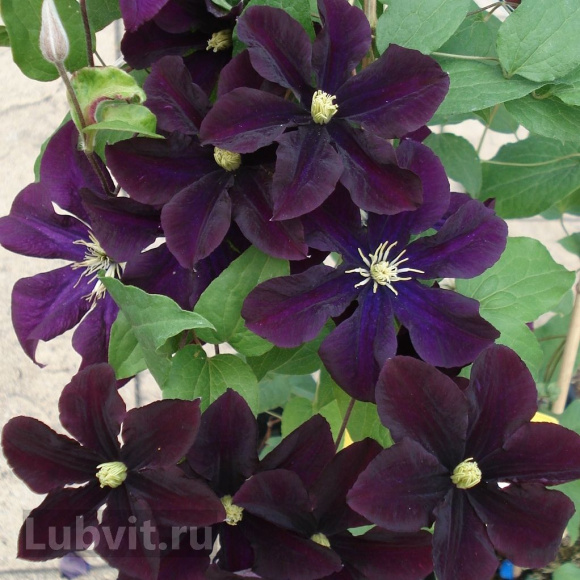 Клематис Варшавска Найк (Warszawska Nike) купить с доставкой