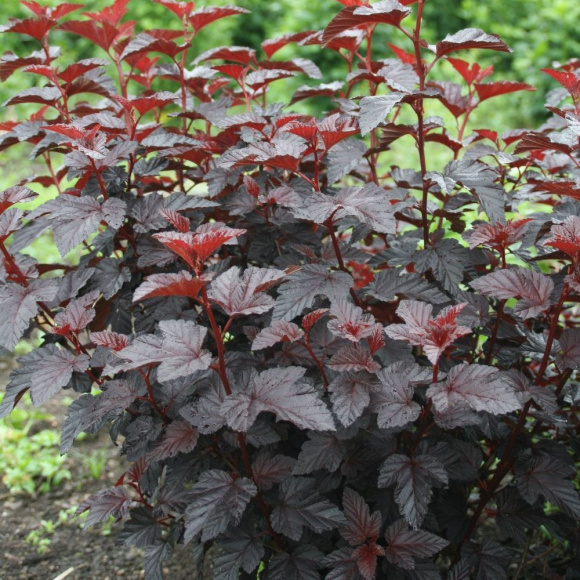 Пузыреплодник Олл Блэк (All Black) купить с доставкой Пузыреплодник Олл Блэк (All Black) купить с доставкой