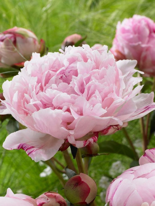 Пион Сара Бернар (Sarah Bernhardt)