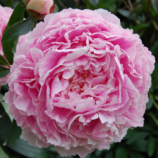 Пион Сара Бернар (Sarah Bernhardt)