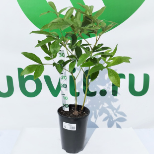 Пион Сара Бернар (Sarah Bernhardt)