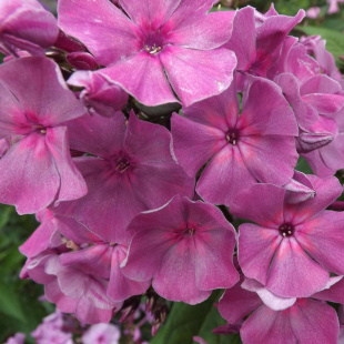 Флокс Седой Урал Флокс Седой Урал