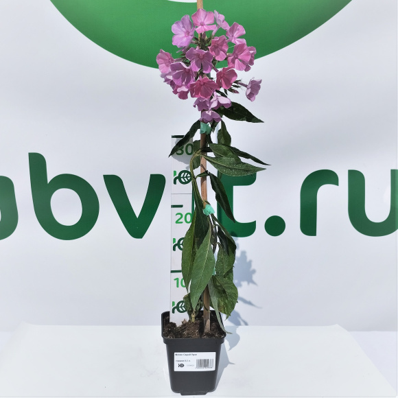 Флокс Седой Урал купить с доставкой